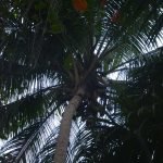 Puerto rico travel 2016 6 » 2026 » roaming sparrow 10633986 10153273607666300 2294935232408699121 o 10153273607666300 » Roaming Sparrow » 2026
