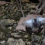 Puerto rico travel 2016 9 » 2026 » roaming sparrow 11143350 10153280841061300 4150139377926461160 o 10153280841061300 » Roaming Sparrow » 2026