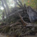 Puerto rico travel 2016 21 » 2026 » roaming sparrow 12418901 10153273605776300 1464690519380474216 o 10153273605776300 » Roaming Sparrow » 2026