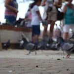 Puerto rico travel 2016 18 » 2026 » roaming sparrow 12418941 10153280840251300 8523815499771146909 o 10153280840251300 » Roaming Sparrow » 2026