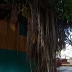 Puerto rico travel 2016 28 » 2026 » roaming sparrow 12671644 10153280843916300 5064991478535143527 o 10153280843916300 » Roaming Sparrow » 2026
