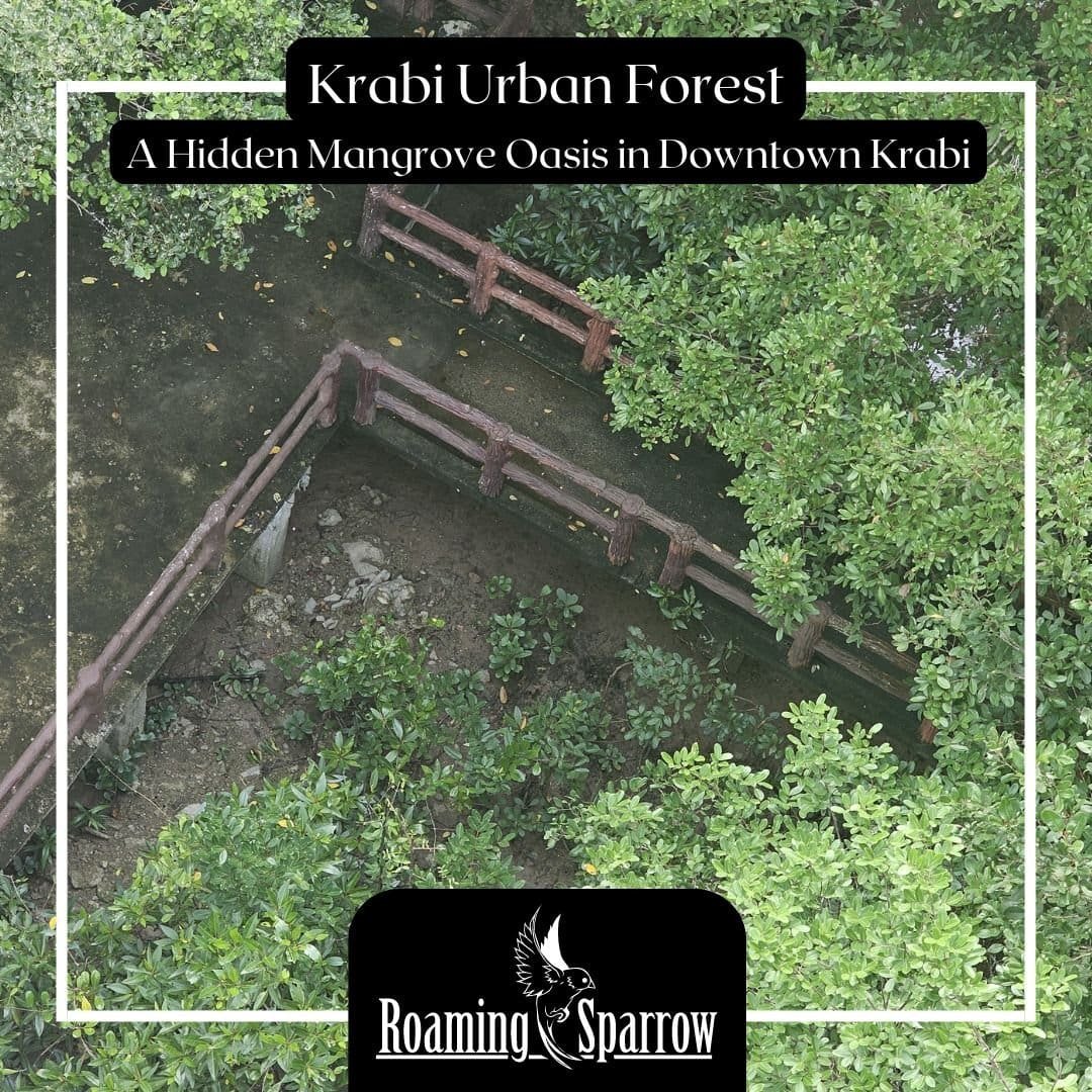 Krabi Urban Forest: A Hidden Mangrove Oasis in Downtown Krabi