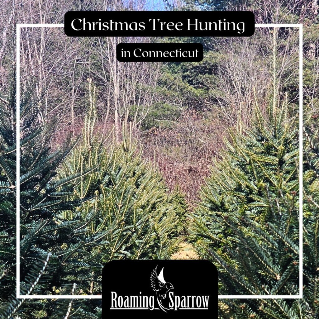 Christmas Tree Shopping in Connecticut: A Complete Guide to Finding Your Perfect Tree