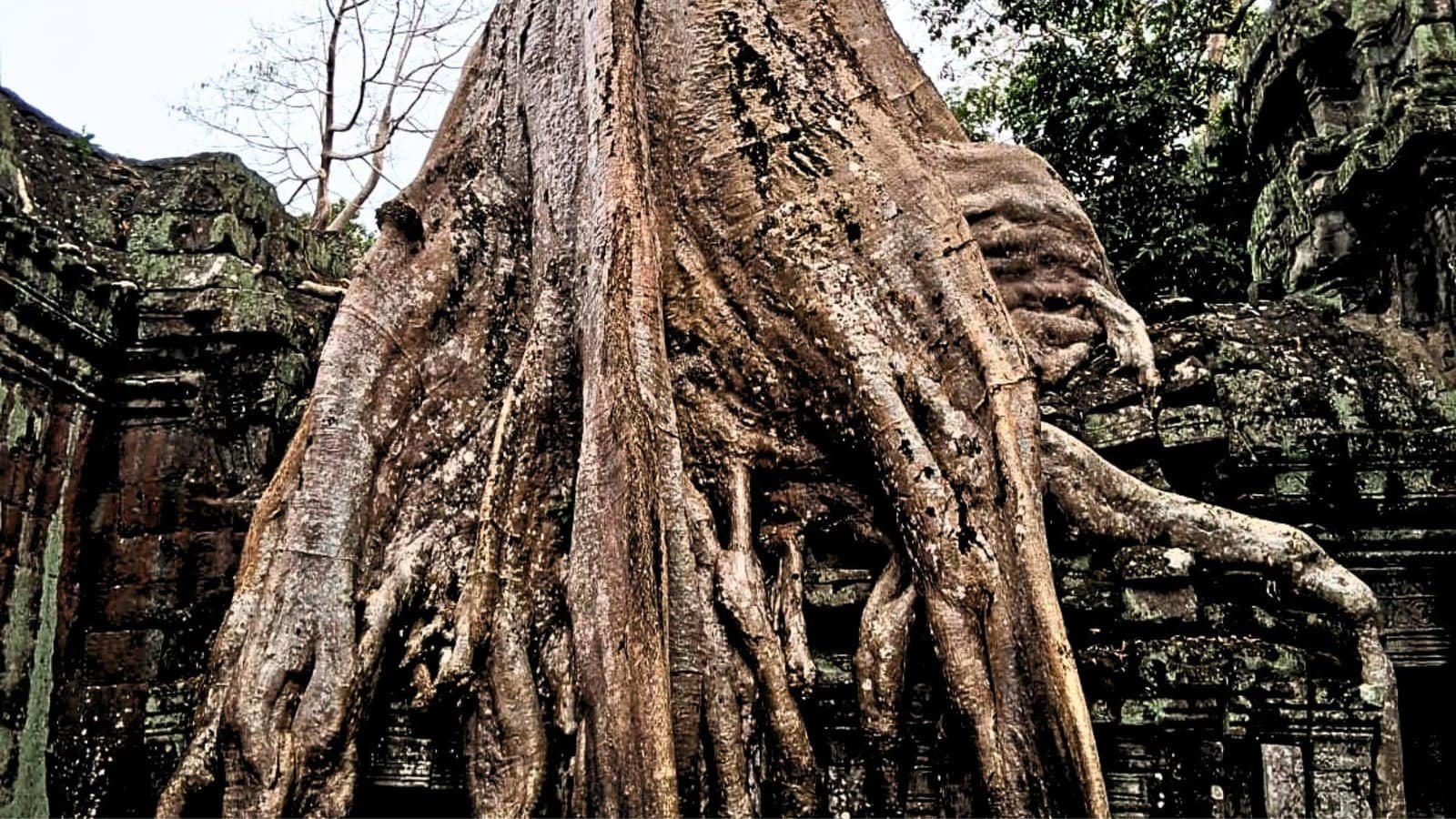 Image courtesy of Lisa