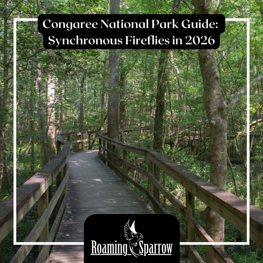 Congaree National Park Guide: Synchronous Fireflies in 2026