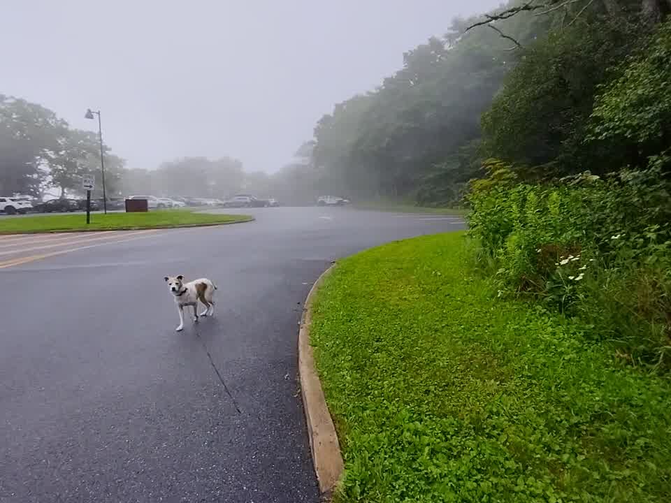 Skyland Lodge, Shenandoah: A Rainy Detour Home From the Outer Banks