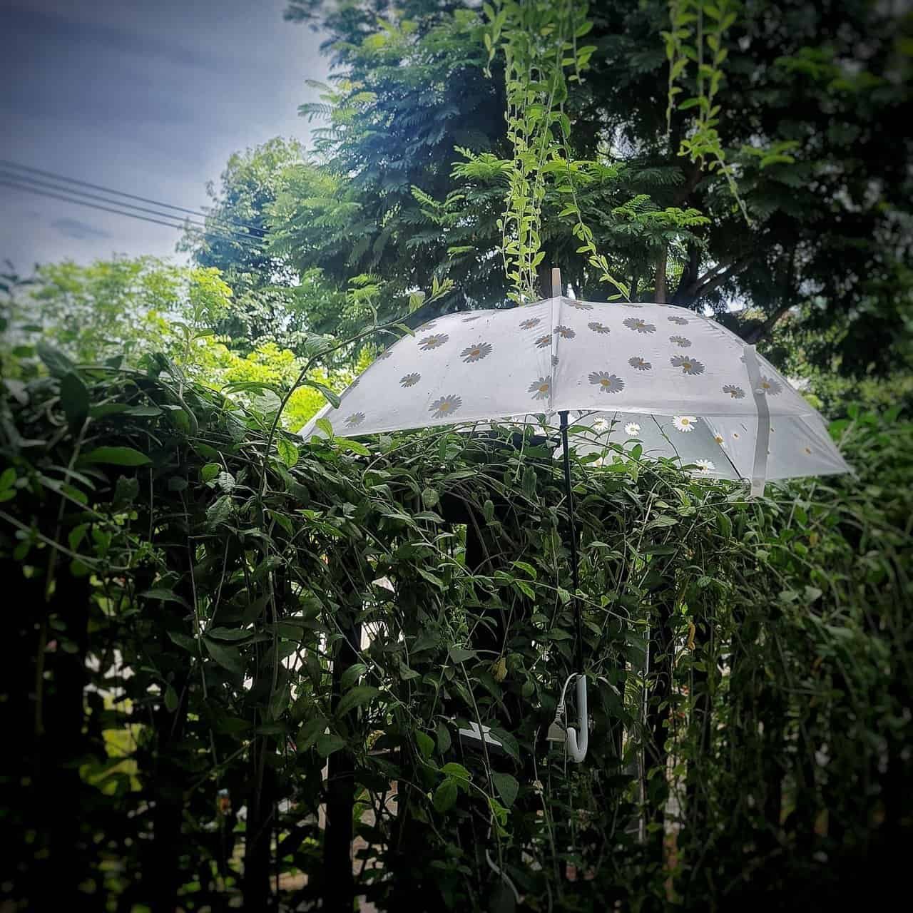 A peaceful morning at inner space danang 29 » 2026 » roaming sparrow 20220703_110718-01.jpg
