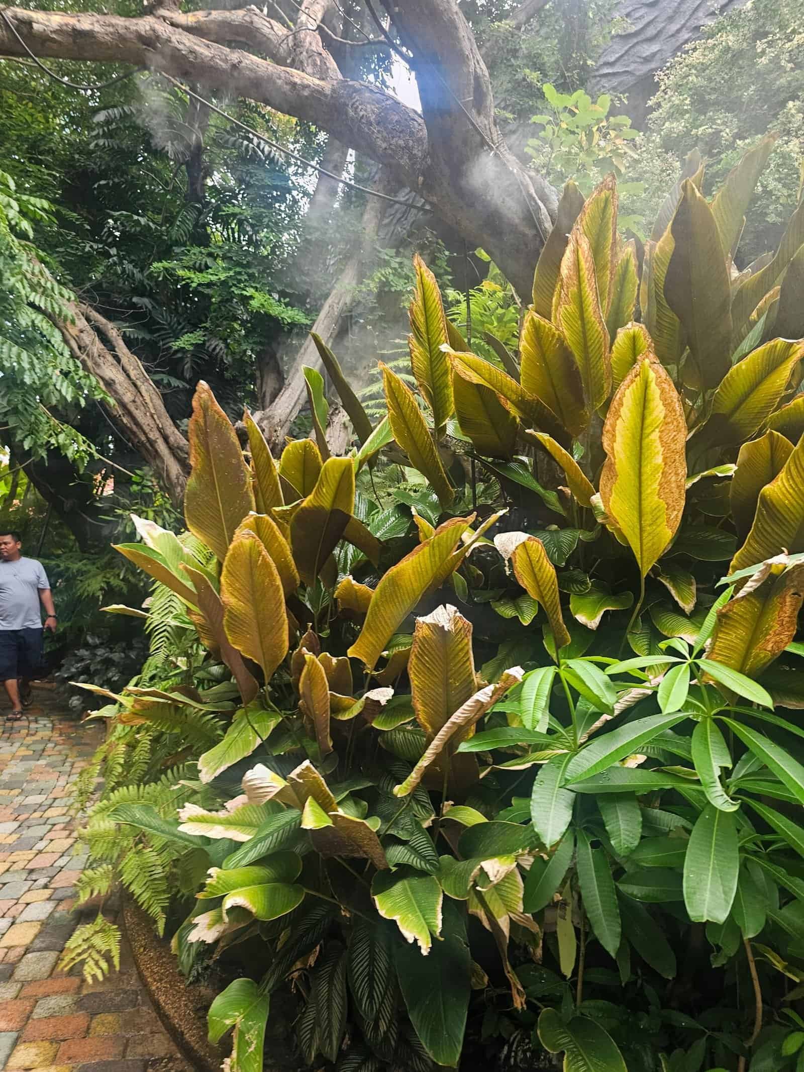 The misted jungle garden and rainbow-brick path inside Chesda, Siem Reap