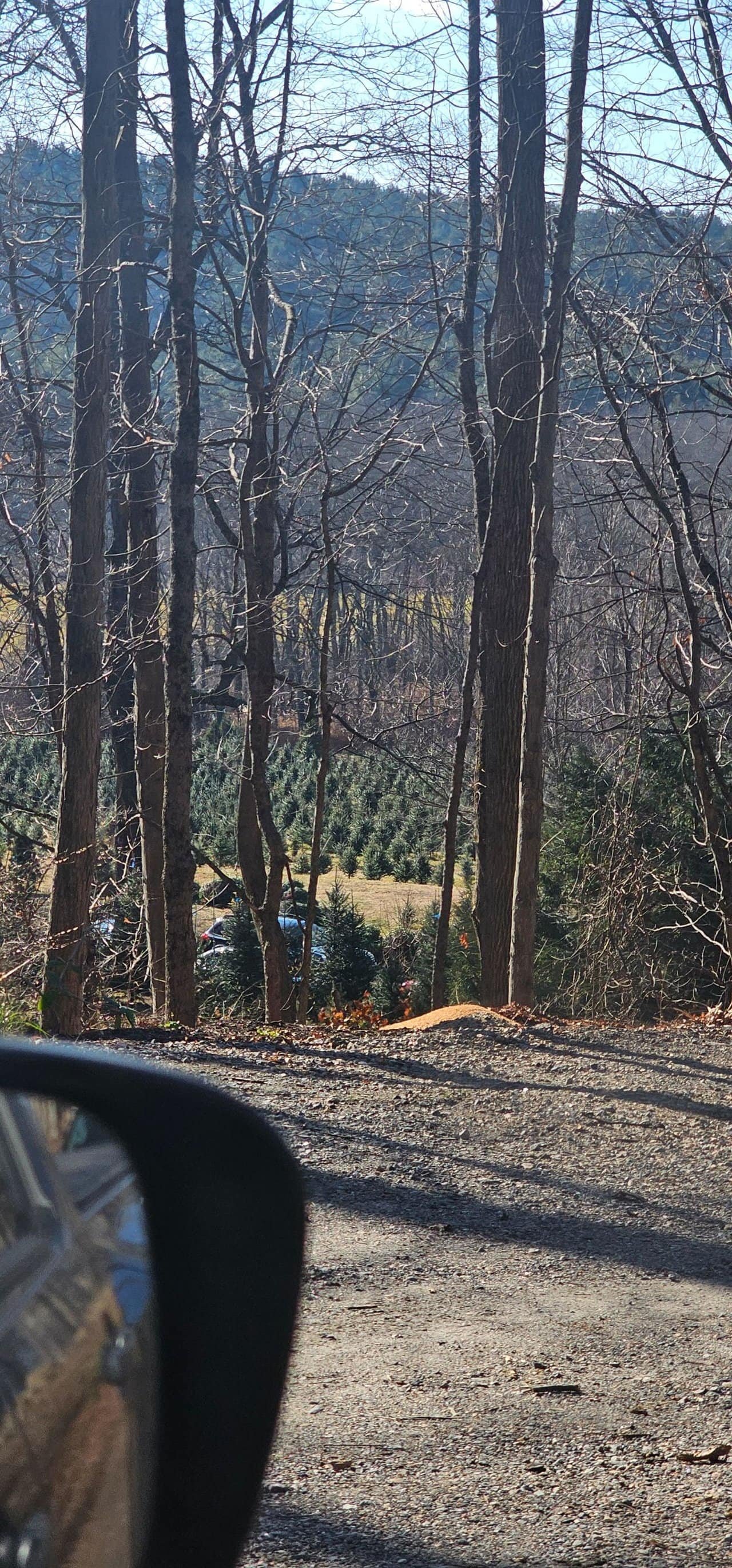 Christmas tree shopping in connecticut 41 » 2026 » roaming sparrow 20241201_113652.jpg
