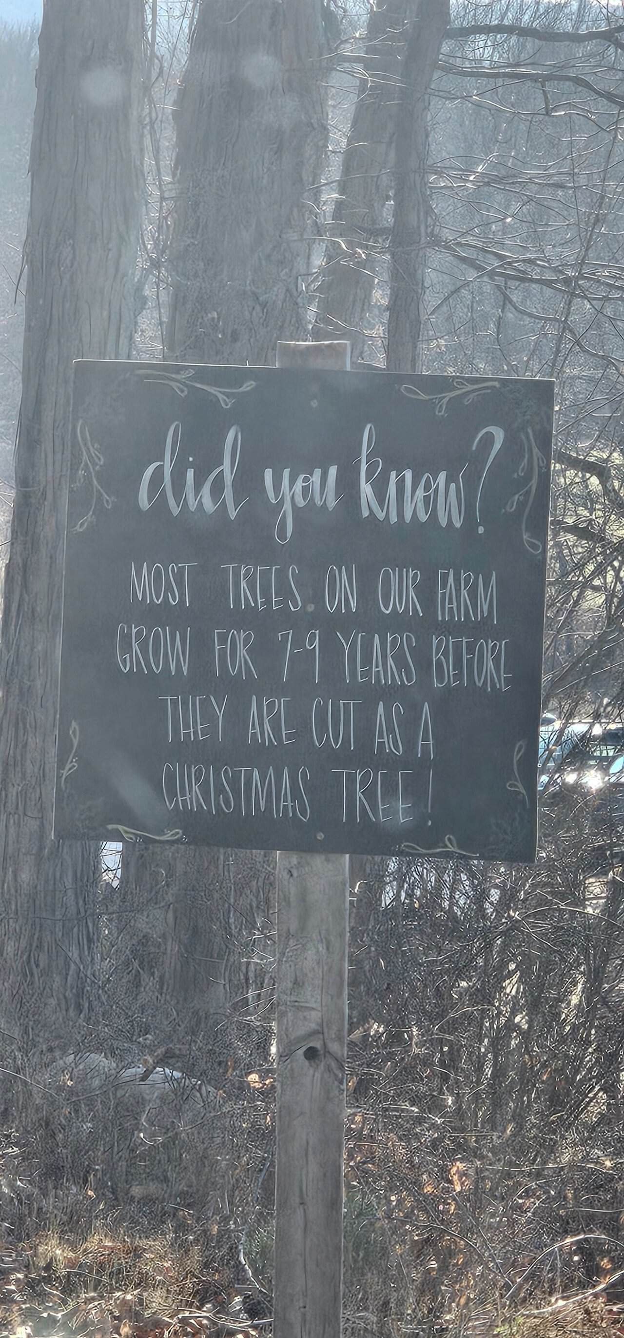 Christmas tree shopping in connecticut 42 » 2026 » roaming sparrow 20241201_114216.jpg