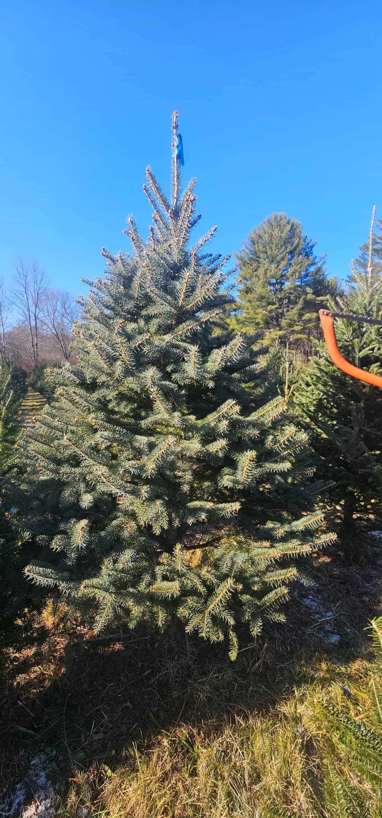 Christmas tree shopping in connecticut 48 » 2026 » roaming sparrow 20241201_115611.jpg