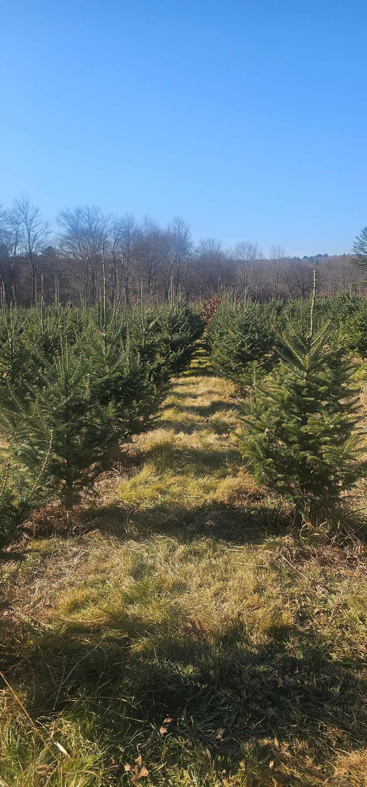 Christmas tree shopping in connecticut 50 » 2026 » roaming sparrow 20241201_115346.jpg