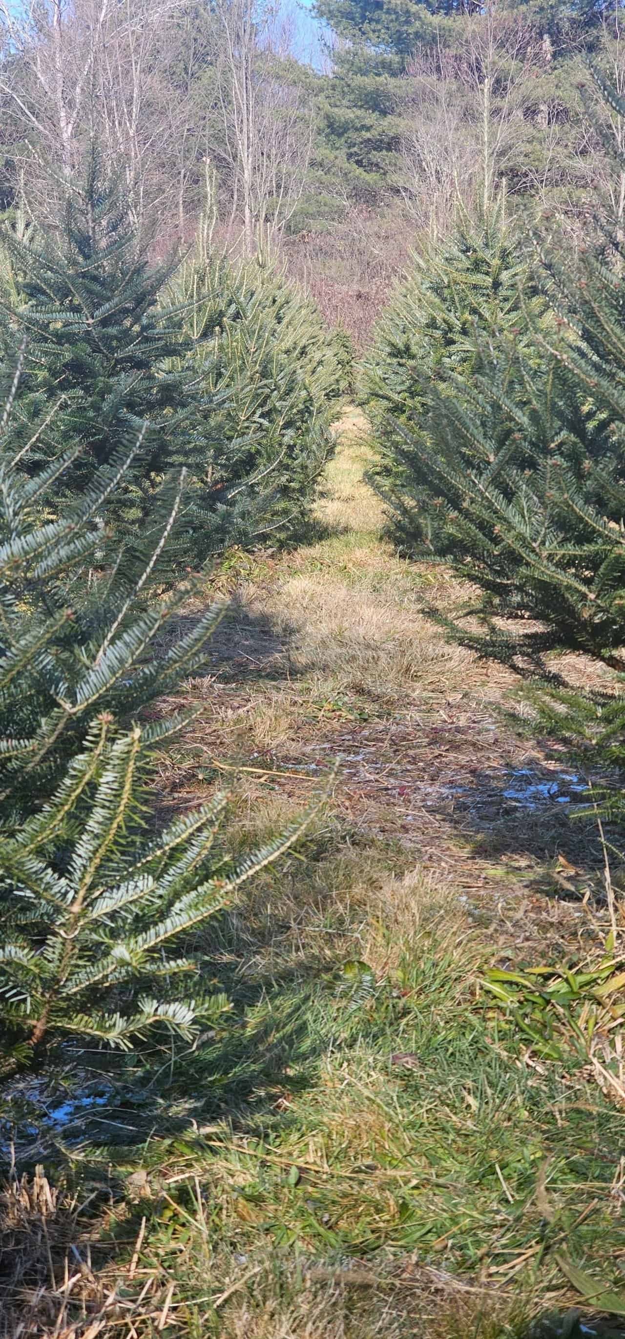 Christmas tree shopping in connecticut 55 » 2026 » roaming sparrow 20241201_120348.jpg