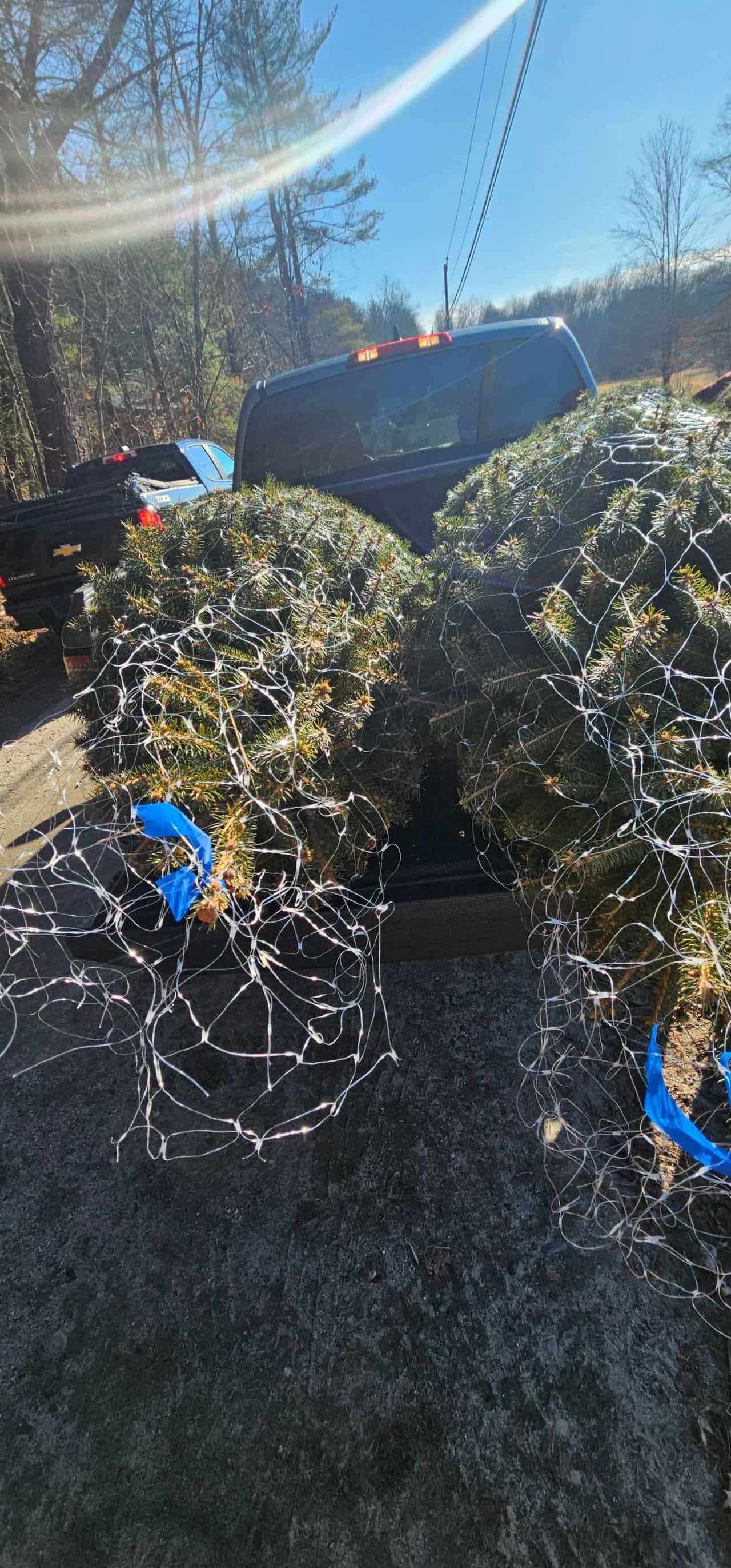 Christmas tree shopping in connecticut 59 » 2026 » roaming sparrow 20241201_121733.jpg