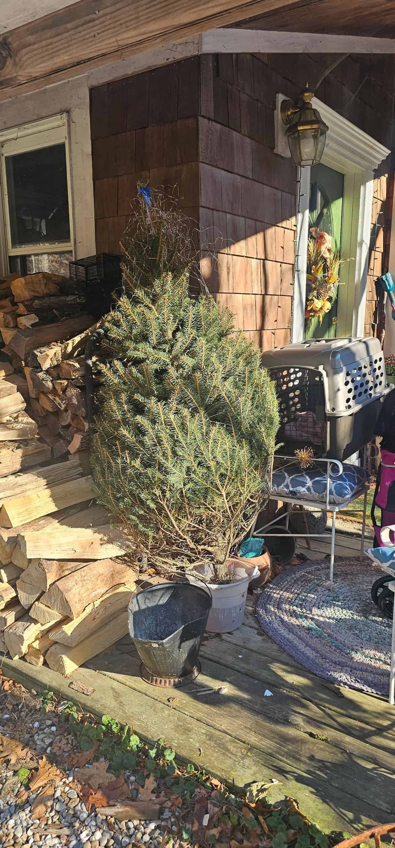 Christmas tree shopping in connecticut 60 » 2026 » roaming sparrow 20241201_125038.jpg