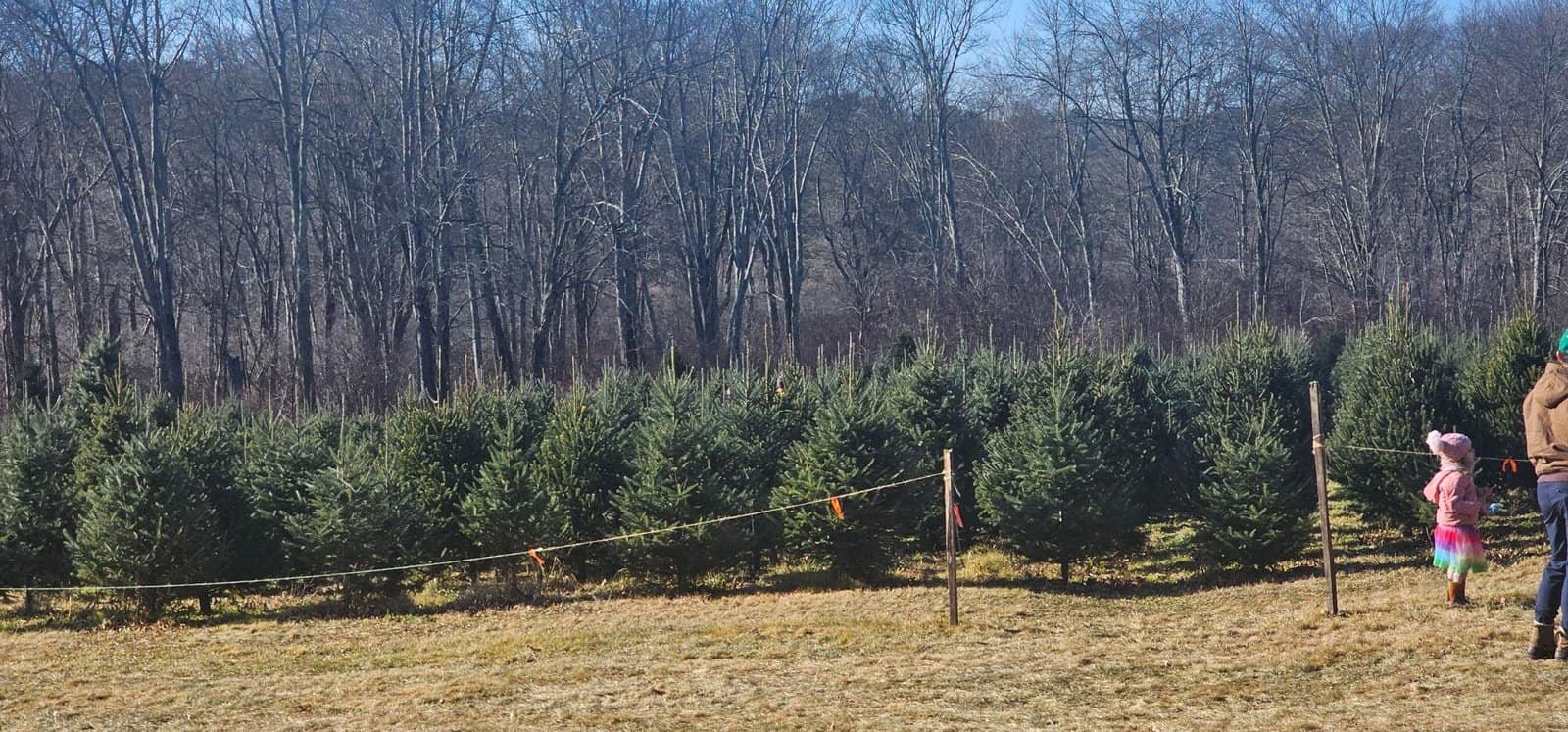 Christmas tree shopping in connecticut 44 » 2026 » roaming sparrow 20241201_115049.jpg