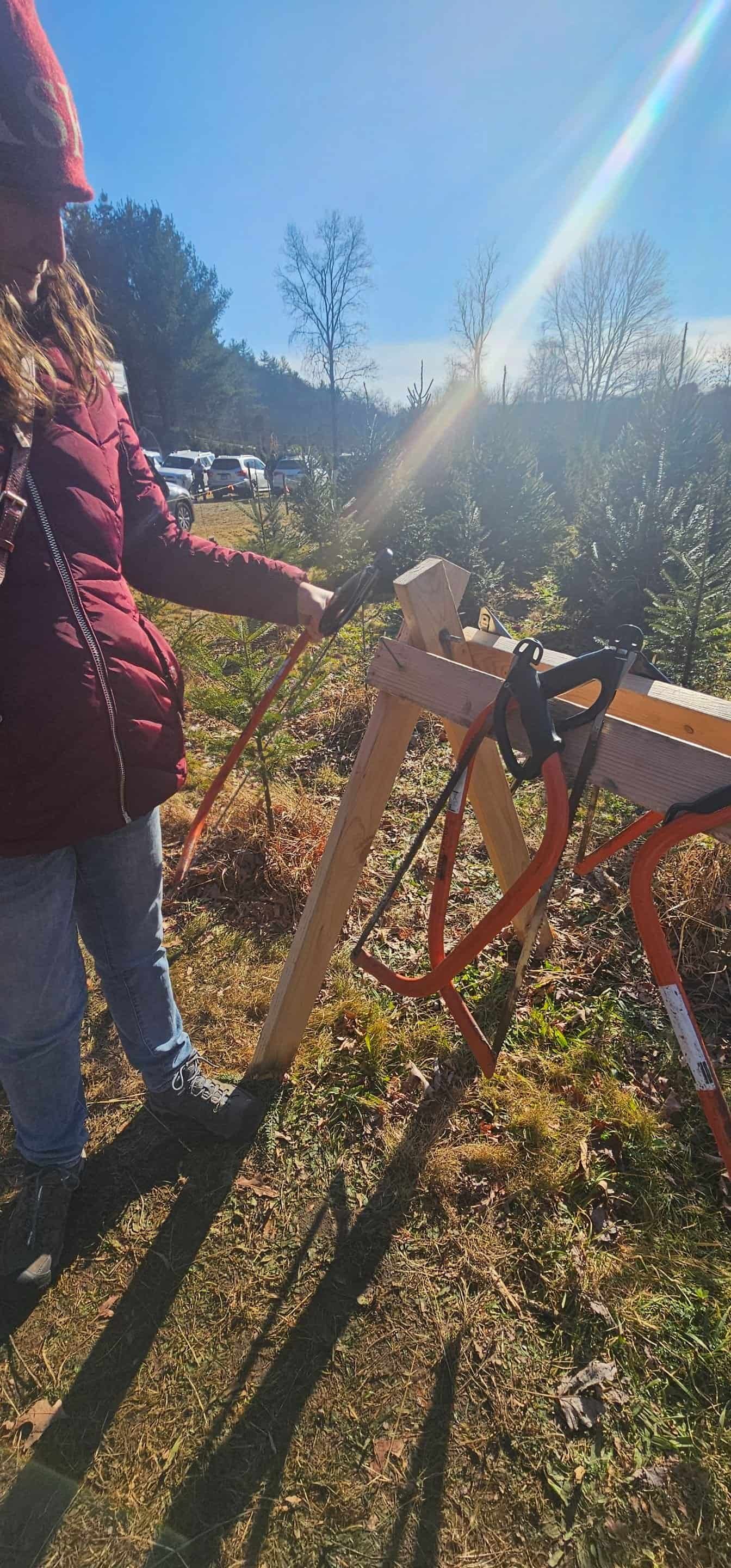 Christmas tree shopping in connecticut 47 » 2026 » roaming sparrow 20241201_115320.jpg