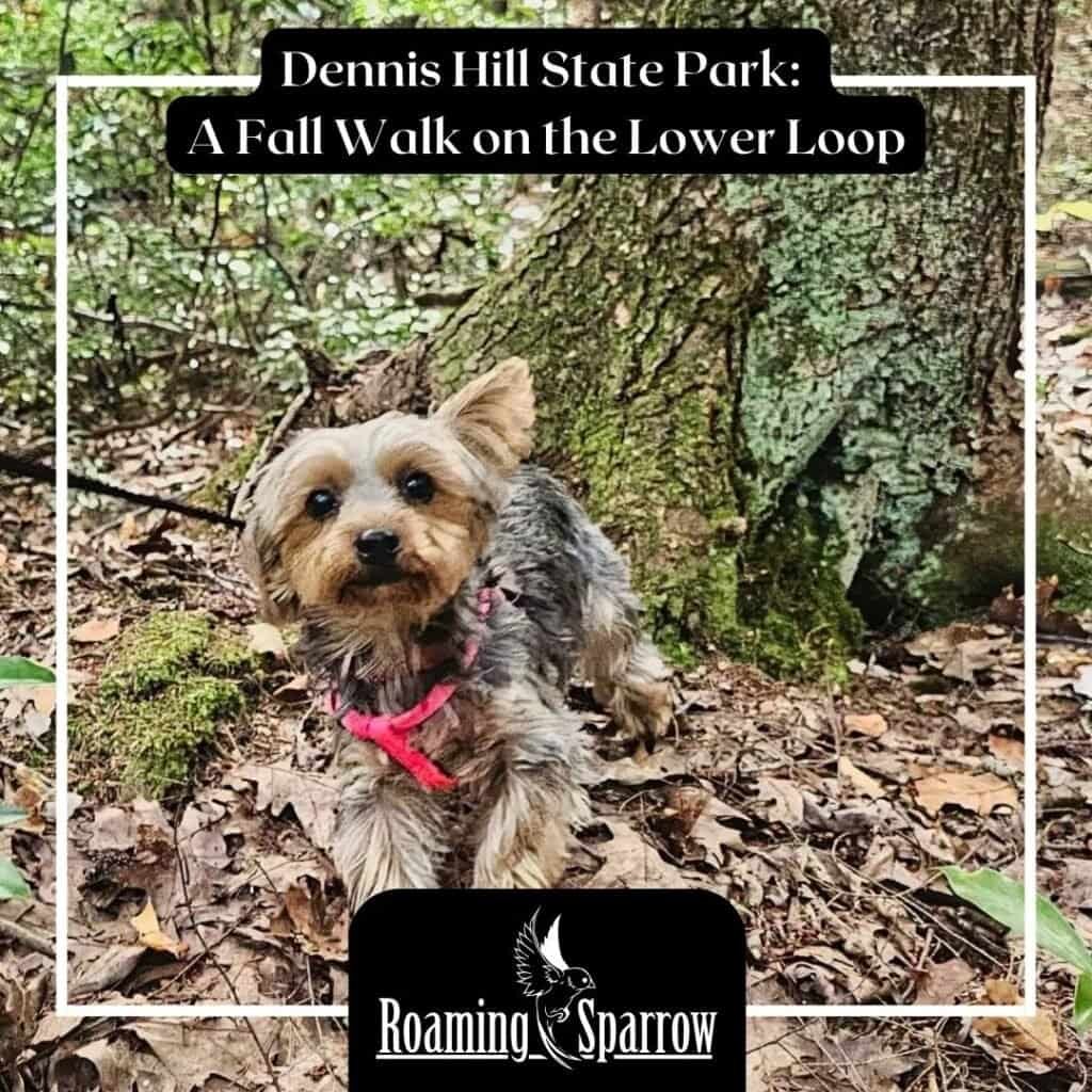 Dennis Hill State Park: A Fall Walk on the Lower Loop