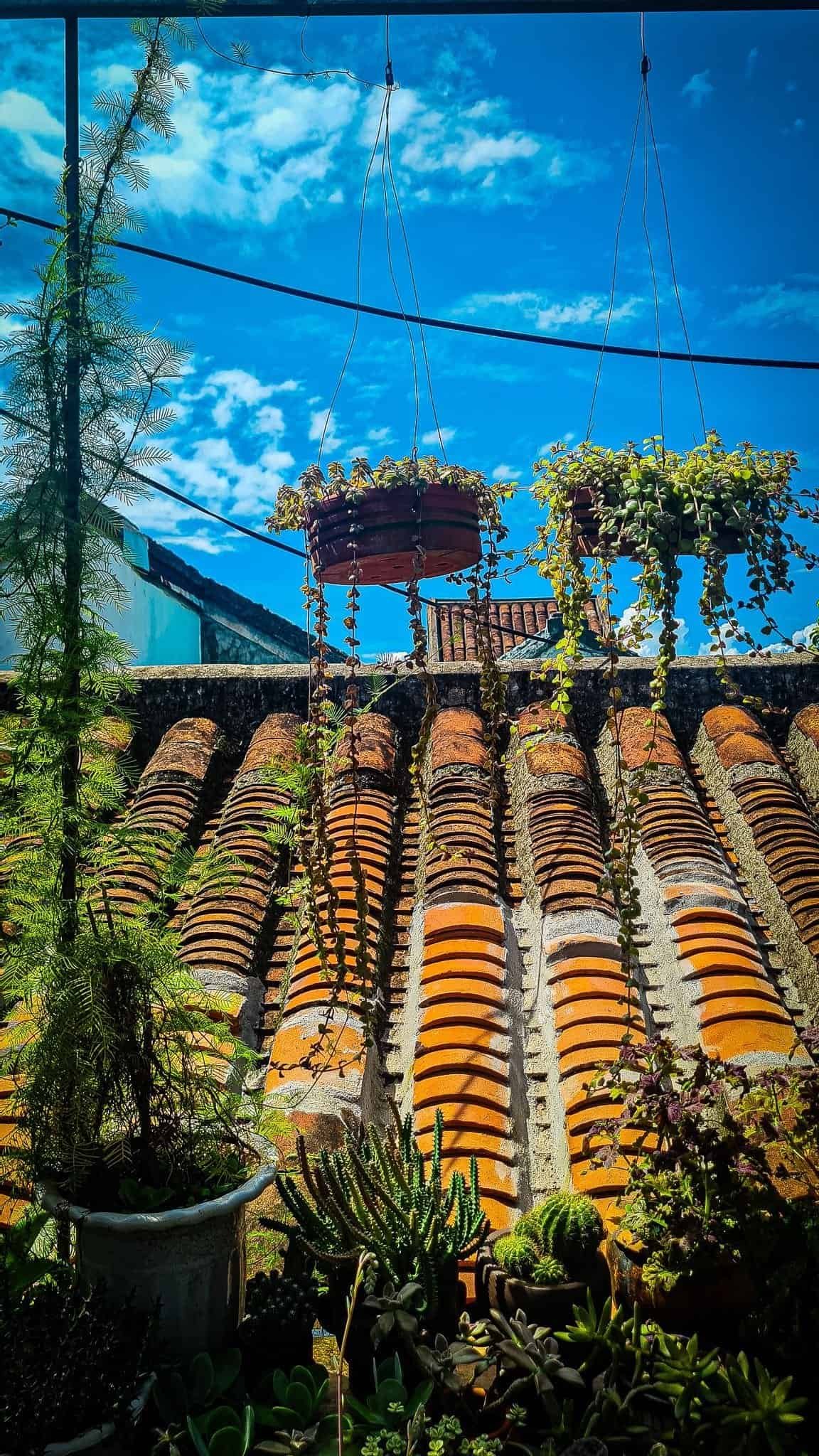 Roof Top Plants