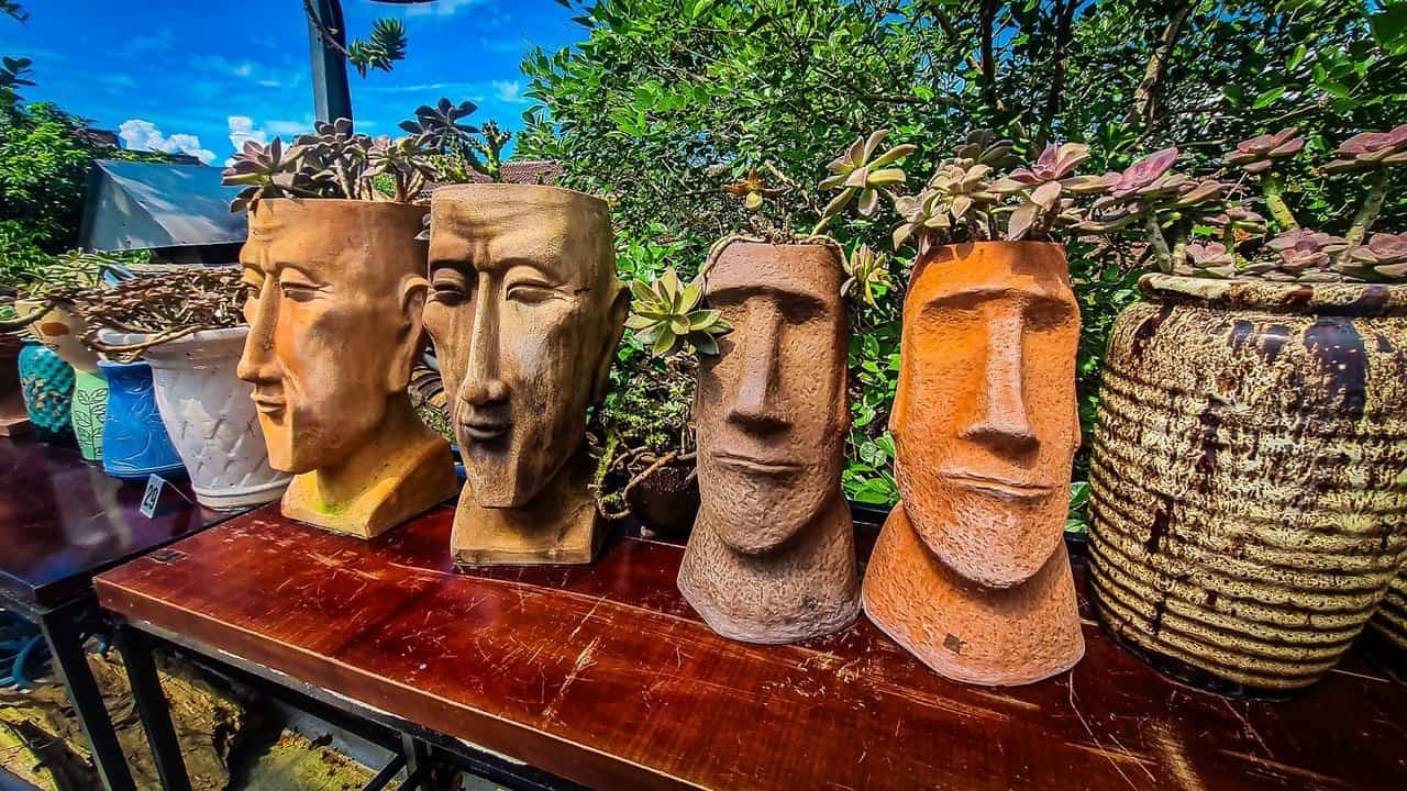 Plants