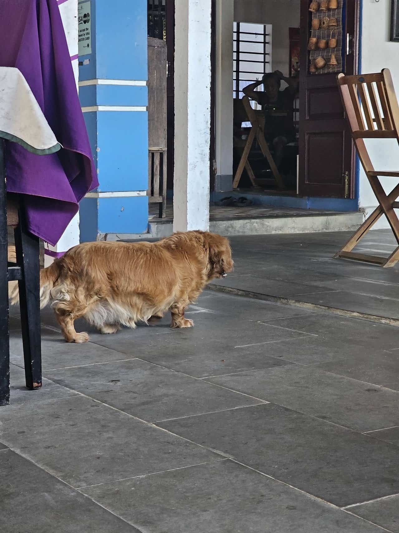 Discovering the charm of purple lantern restaurant and home stay at an bang beach, hoi an 33 » 2026 » roaming sparrow image.png