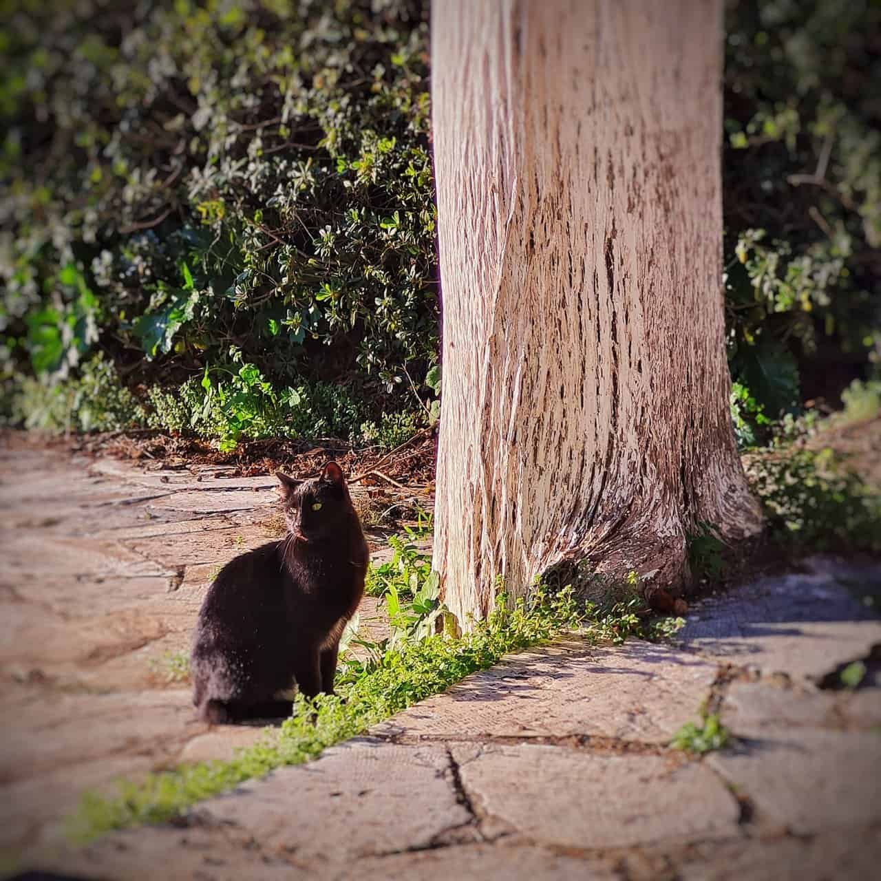 Exploring pedion tou areos park, athens, greece 34 » 2026 » roaming sparrow 20220219_165010-01.jpeg