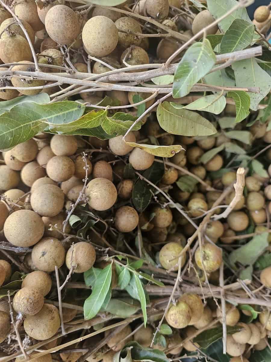 Fresh fruit in cambodia: how a $1 stand changed my days 11 » 2026 » roaming sparrow Fresh Fruit in Cambodia: How a $1 Stand Changed My Days