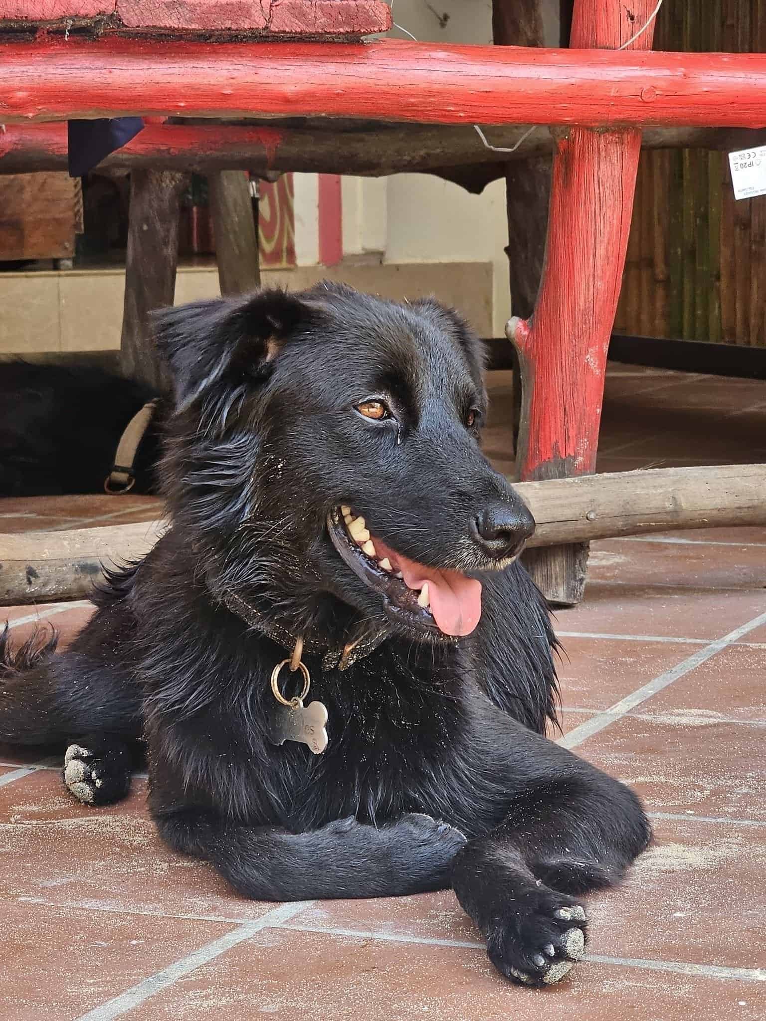 Getting sick on koh rong sanloem: island life unfiltered 18 » 2026 » roaming sparrow The hostel guard puppy at the red-painted entrance on Koh Rong Sanloem