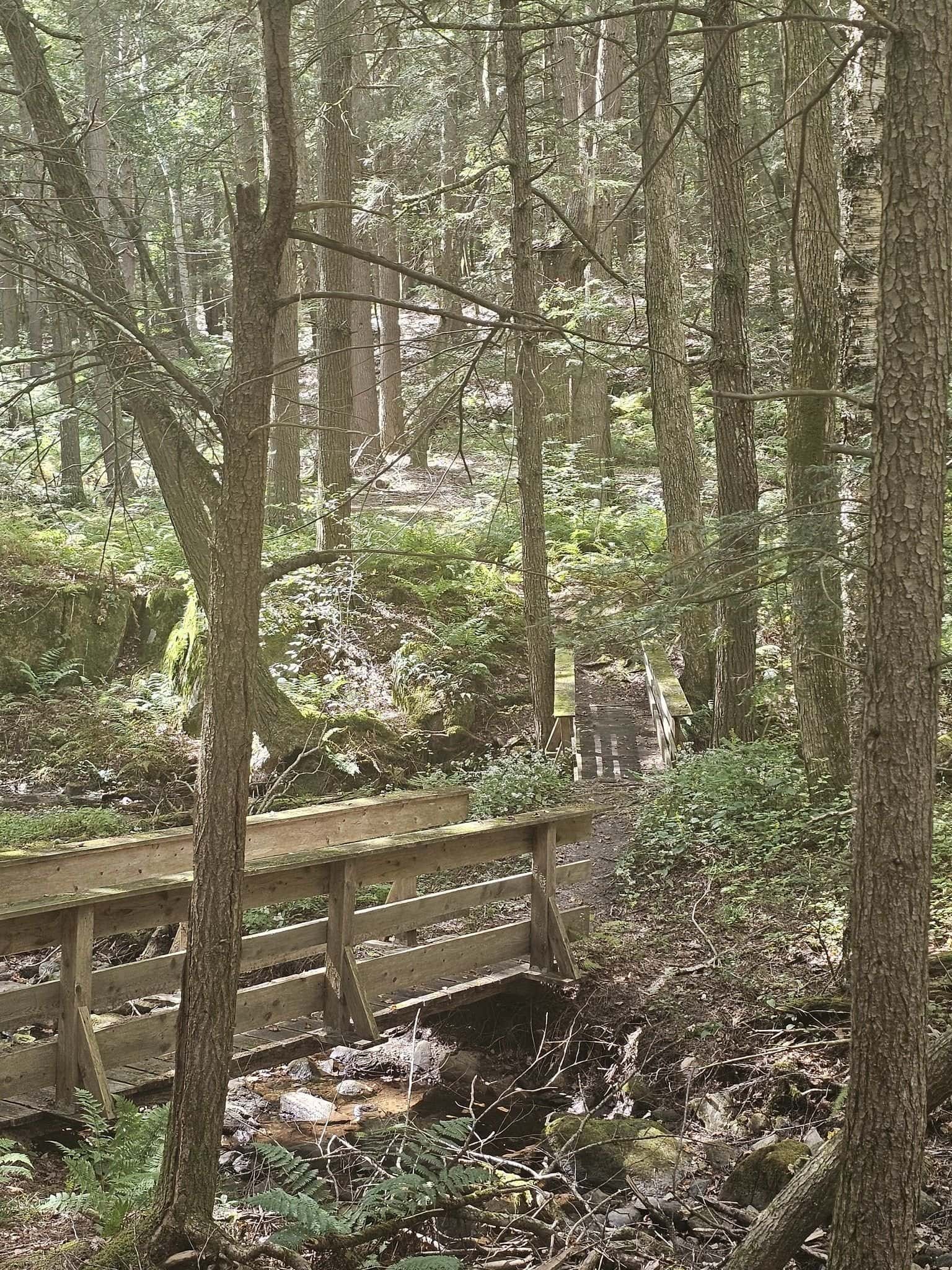 Iron trail, connecticut: a quick heart-pumping east canaan hike 19 » 2026 » roaming sparrow A wide fern field and footbridge midway along the Iron Trail, Connecticut