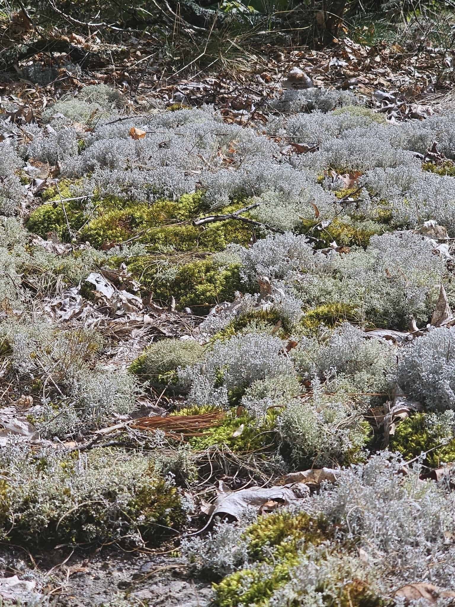 Iron trail, connecticut: a quick heart-pumping east canaan hike 20 » 2026 » roaming sparrow Protected lichen fields along the Iron Trail ascent in East Canaan, Connecticut