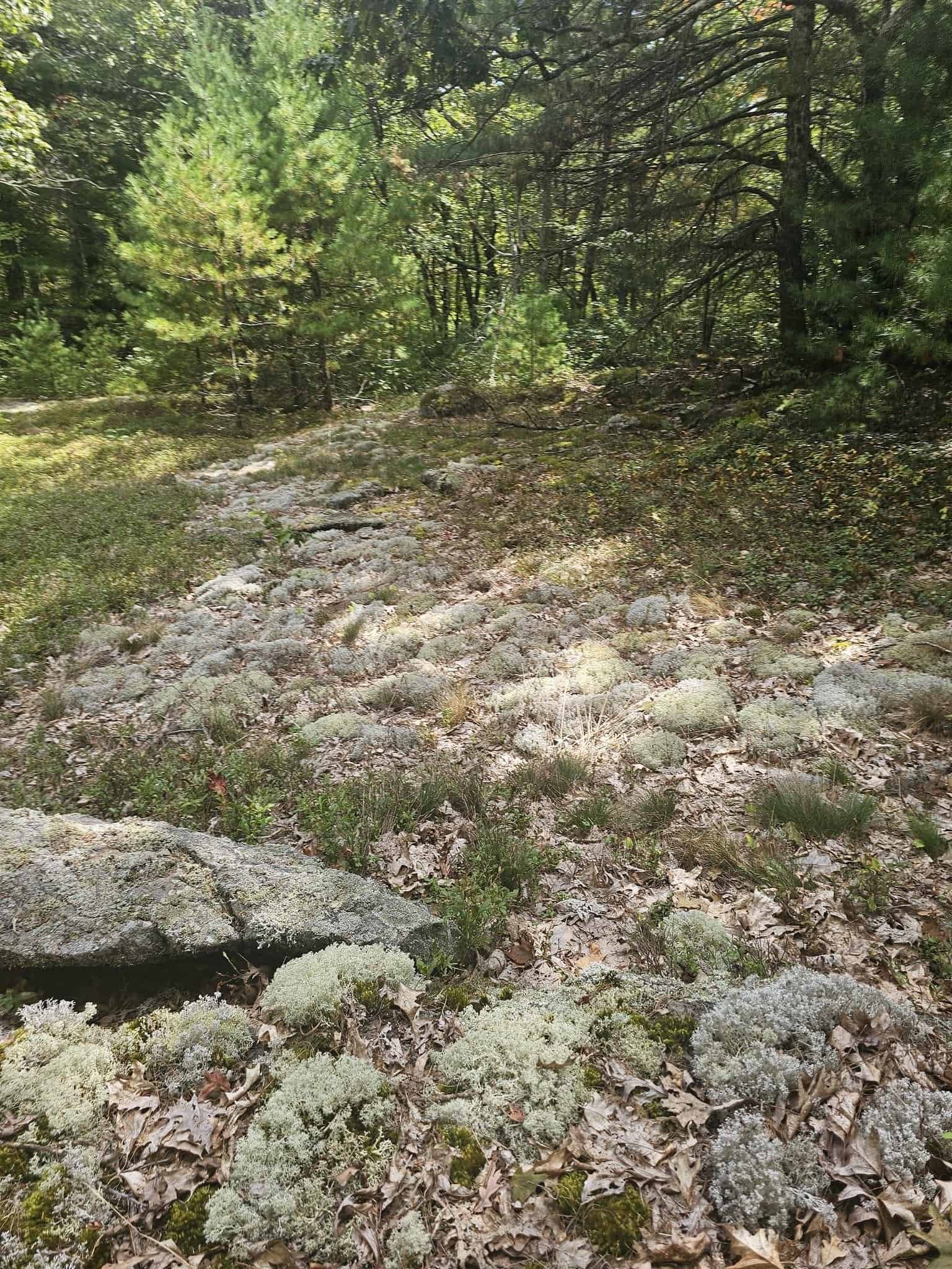 Iron trail, connecticut: a quick heart-pumping east canaan hike 22 » 2026 » roaming sparrow Deep woods on the Iron Trail descent in East Canaan, Connecticut