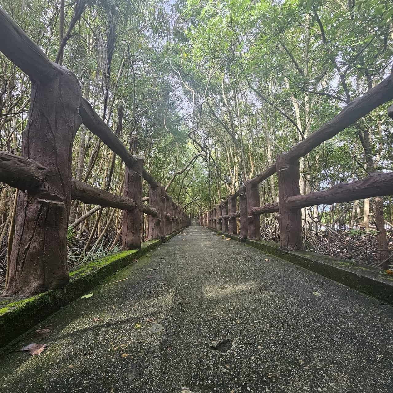 Krabi urban forest, discovering krabi's hidden gem 33 » 2026 » roaming sparrow image.png