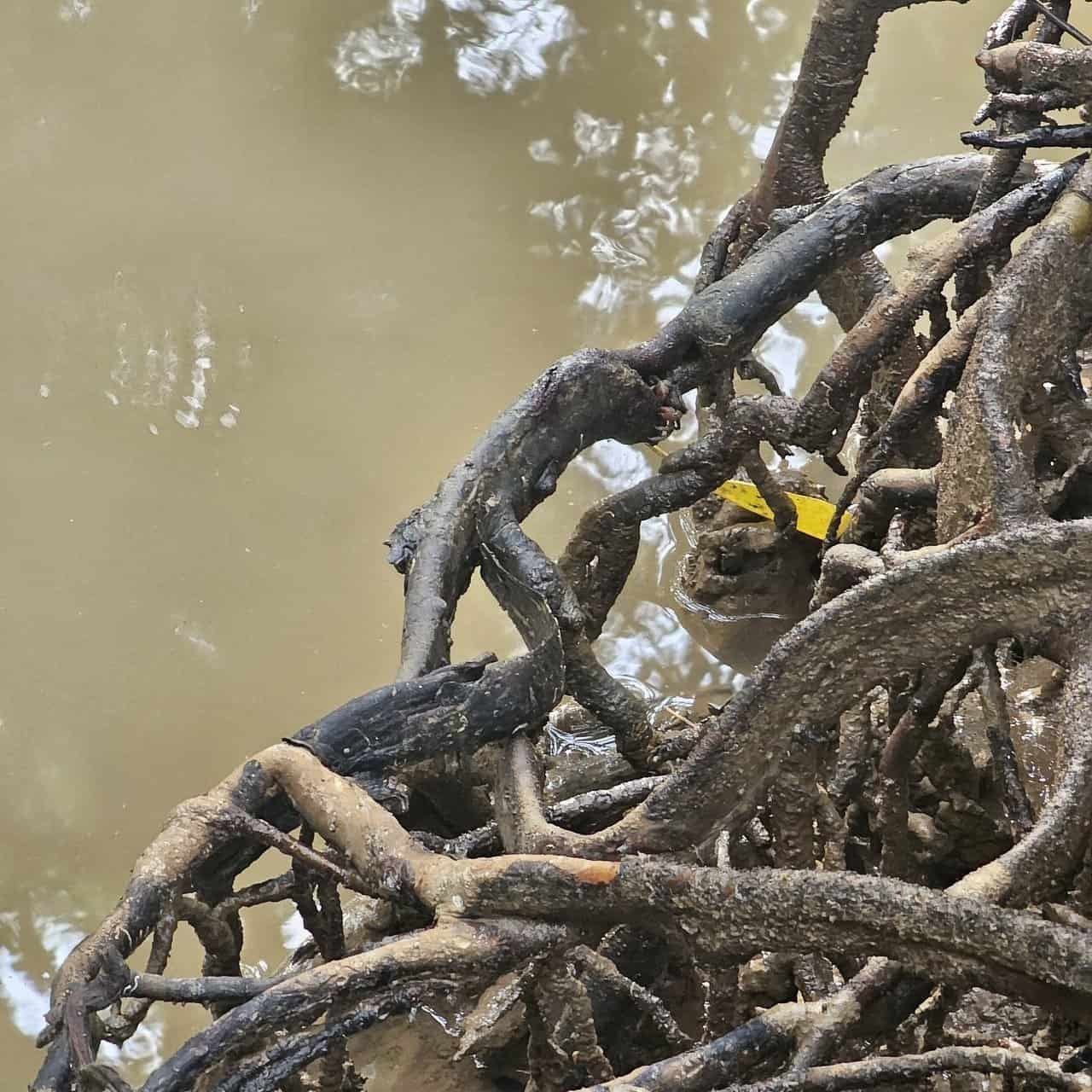 Krabi urban forest, discovering krabi's hidden gem 34 » 2026 » roaming sparrow image.png