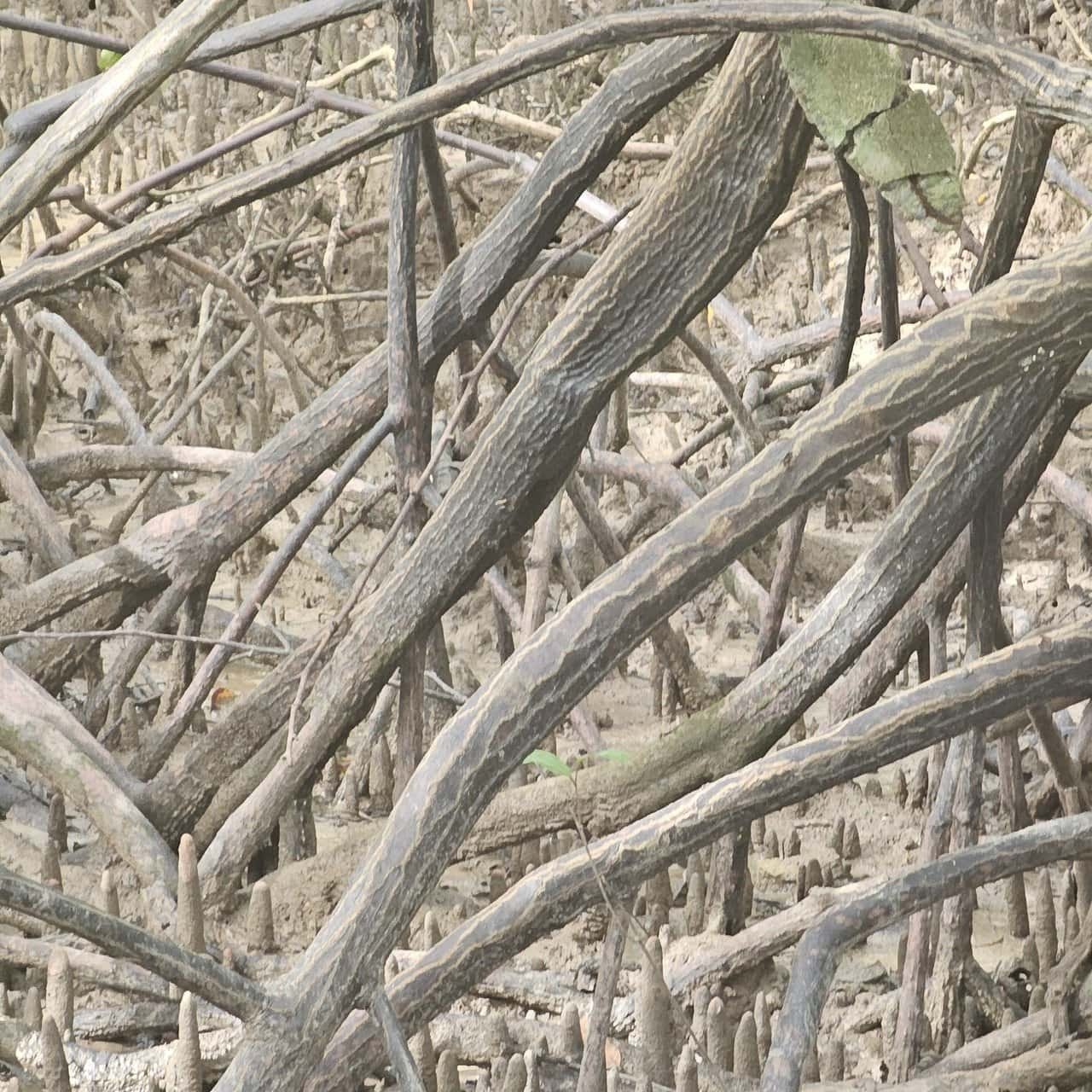 Krabi urban forest, discovering krabi's hidden gem 36 » 2026 » roaming sparrow image.png