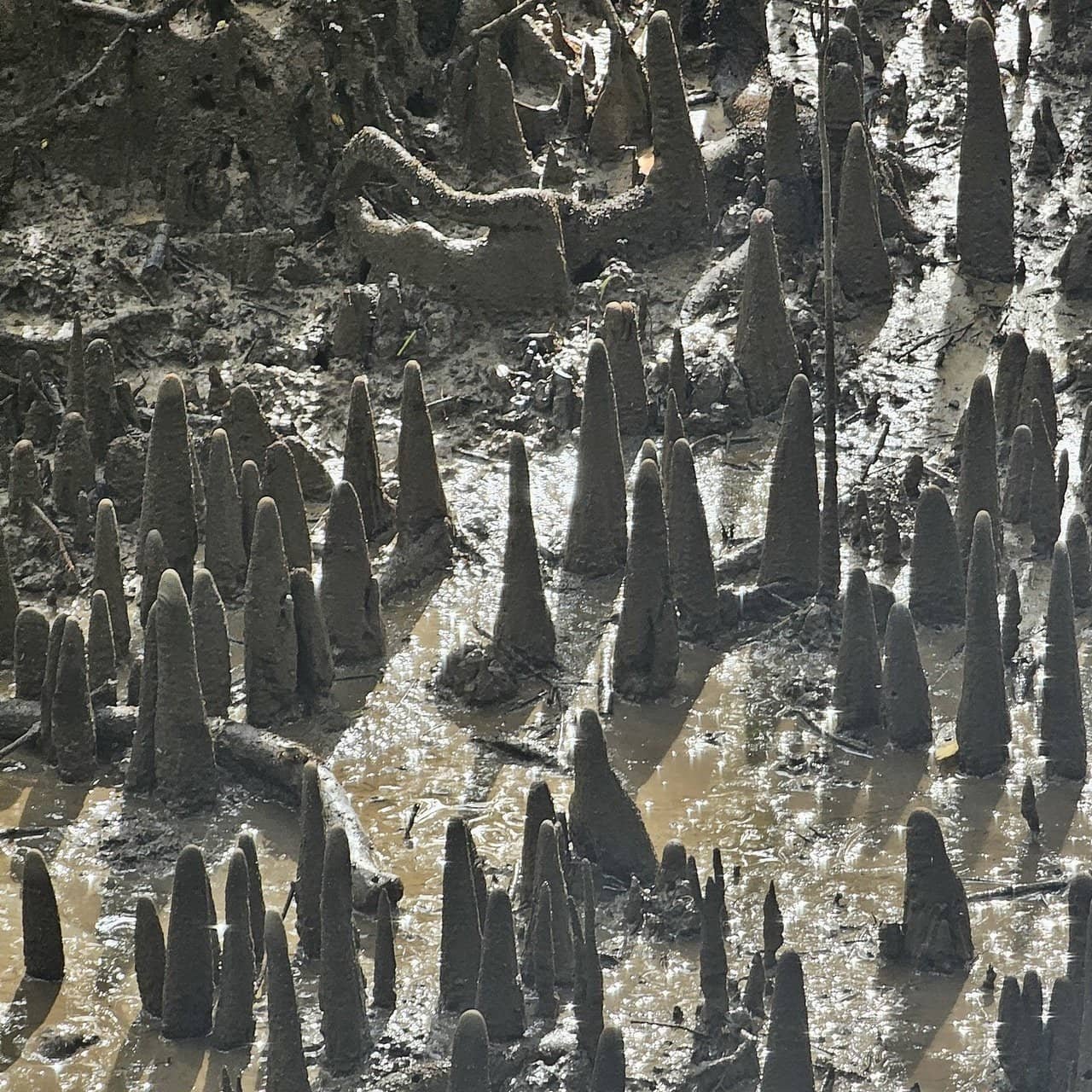 Krabi urban forest, discovering krabi's hidden gem 42 » 2026 » roaming sparrow image.png