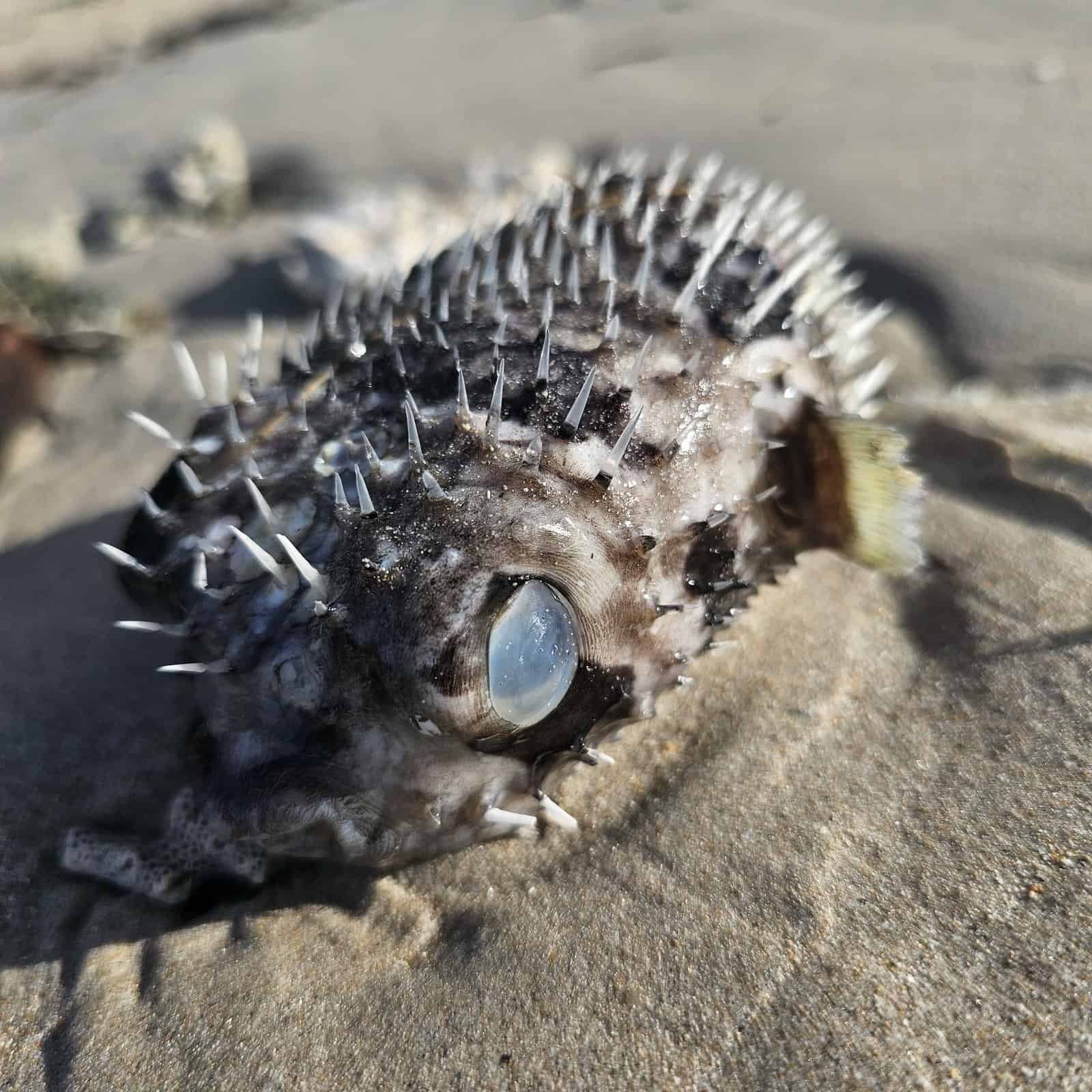 Phuket beaches and slow days: sunsets, coral, and quiet walks 15 » 2026 » roaming sparrow A puffer fish washed up on a Phuket beach during a day of beachcombing