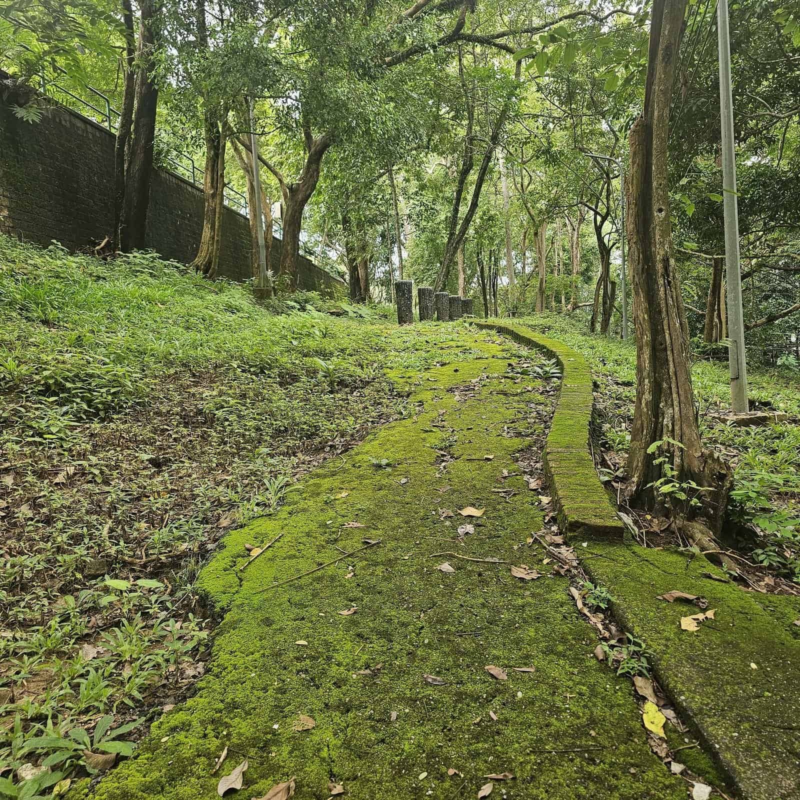 Phuket beaches and slow days: sunsets, coral, and quiet walks 18 » 2026 » roaming sparrow Moss reclaiming old concrete along a jungle walking path in Phuket