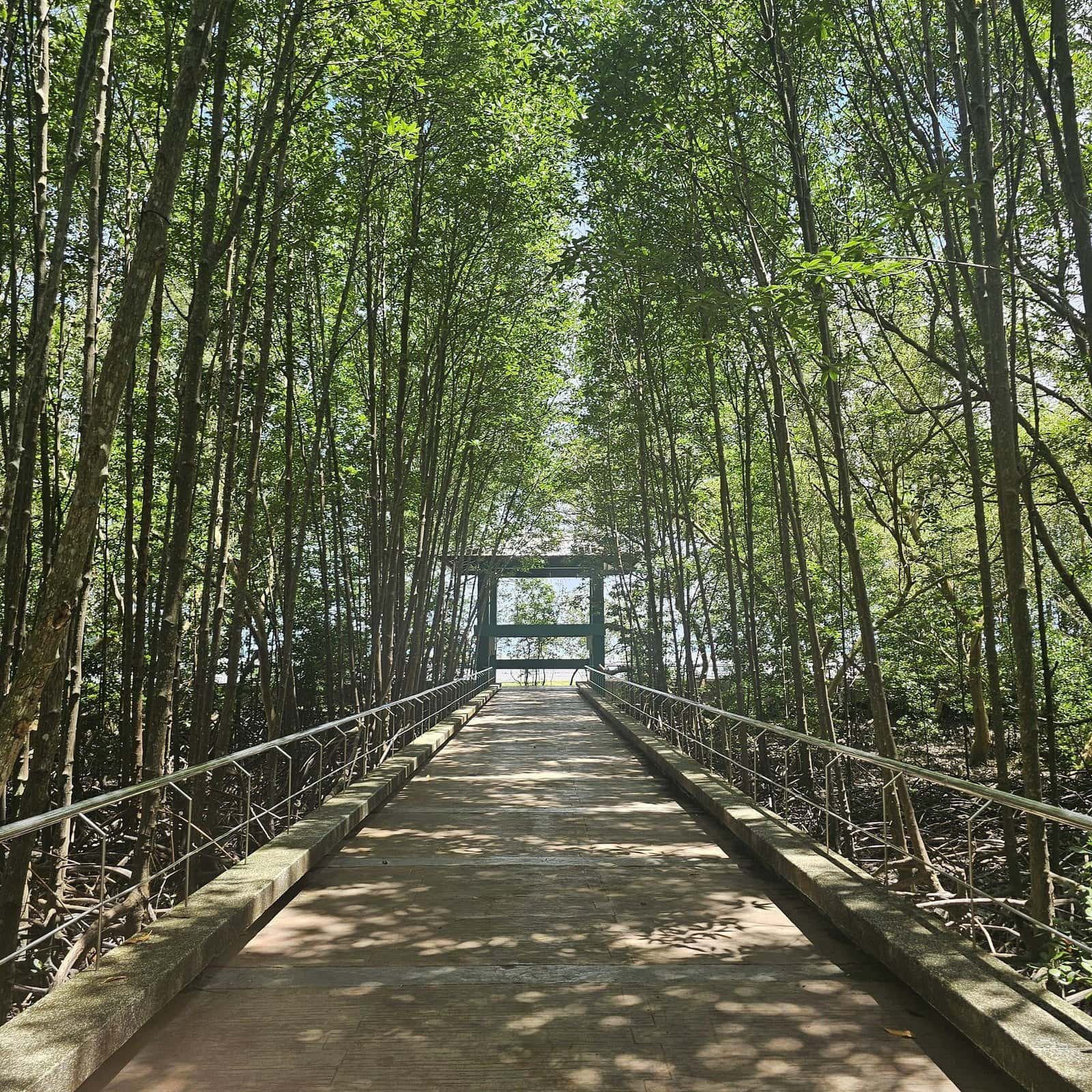 Phuket beaches and slow days: sunsets, coral, and quiet walks 19 » 2026 » roaming sparrow A mangrove boardwalk arching through the trees in a hidden Old Town Phuket park