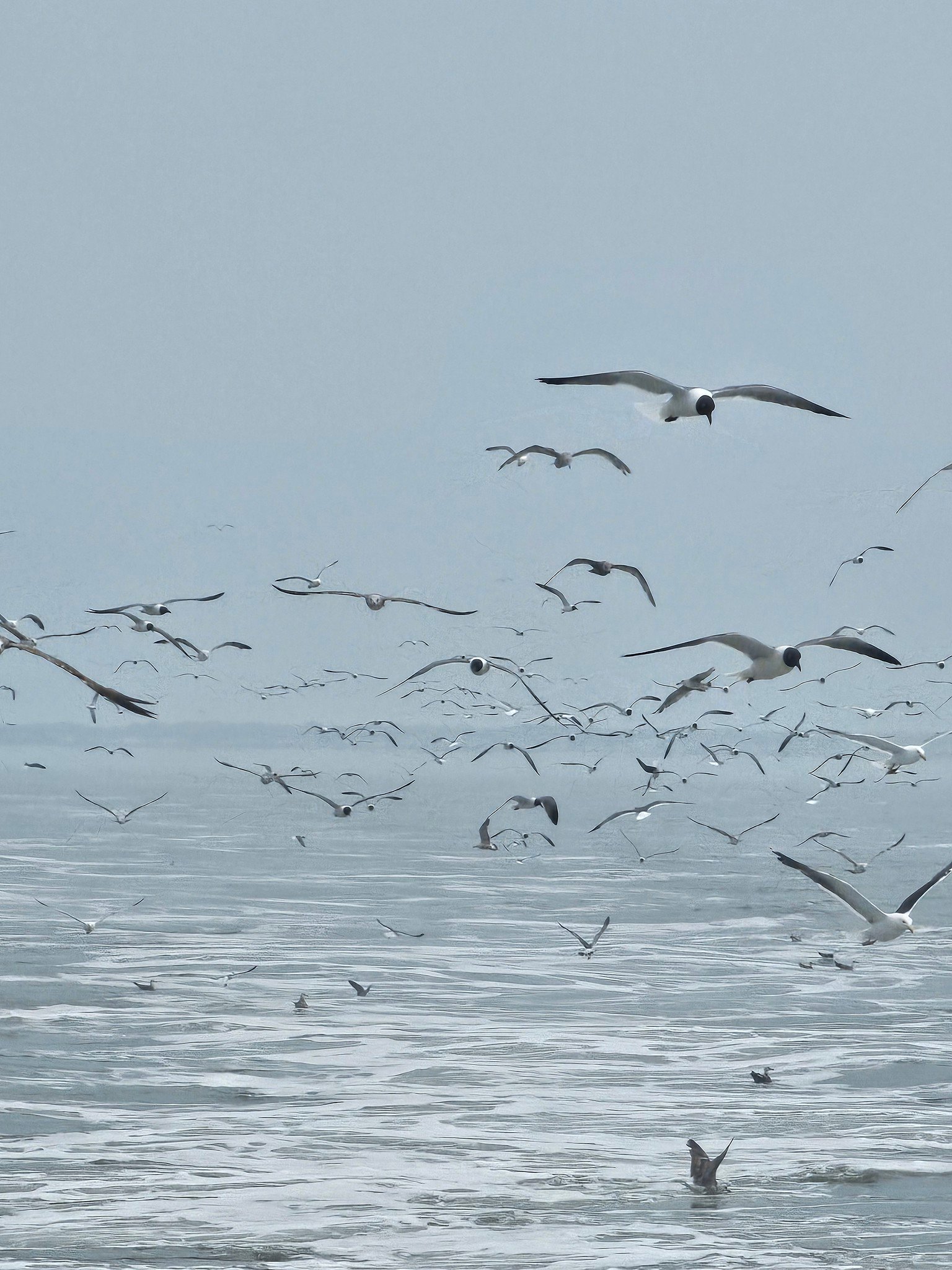 Cape may lewes ferry to the outer banks: what a 3 am start buys you 8 » 2026 » roaming sparrow cm2 » Roaming Sparrow » 2026